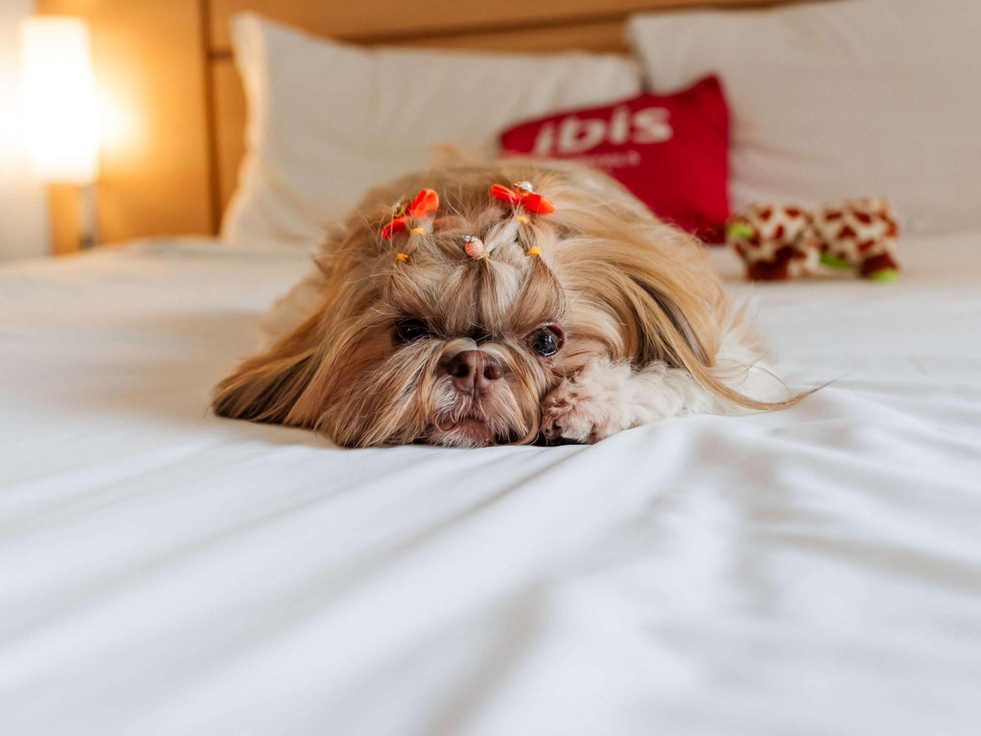 Ibis Joinville Eksteriør bilde